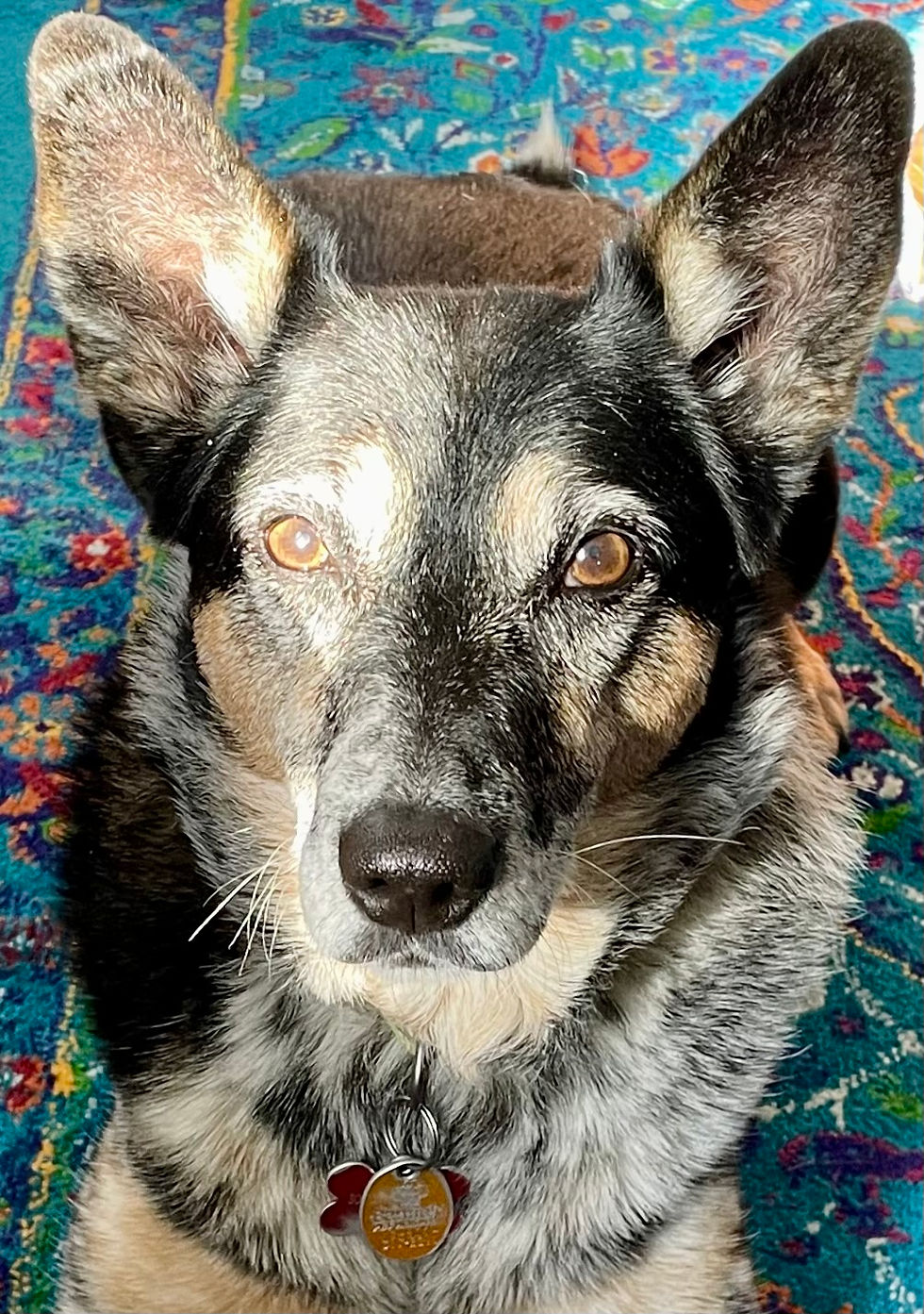 dog training near me, danbury CT