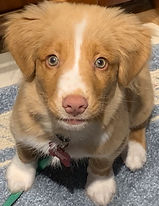 nova scotia duck tolling retriever puppy training