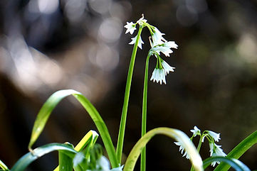white flower