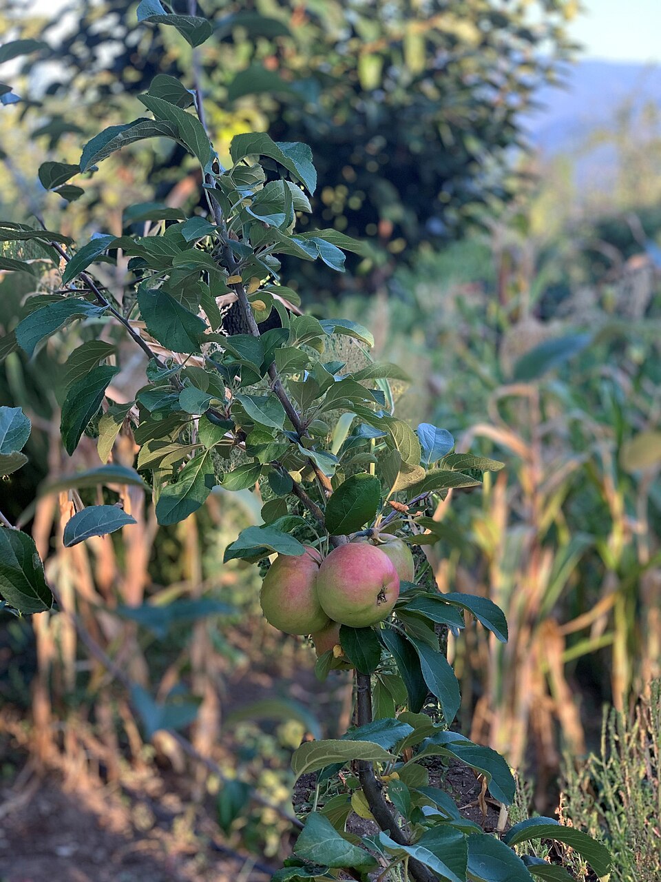 Amasya misket elması