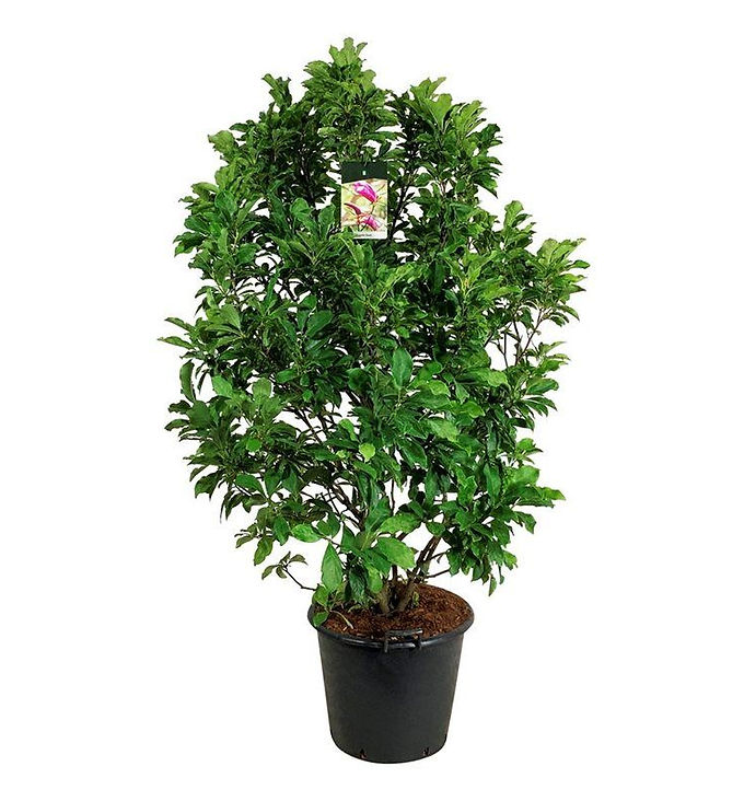 Magnolia 'Susan'.jpeg