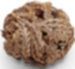 Rose of Jericho Plant curled up