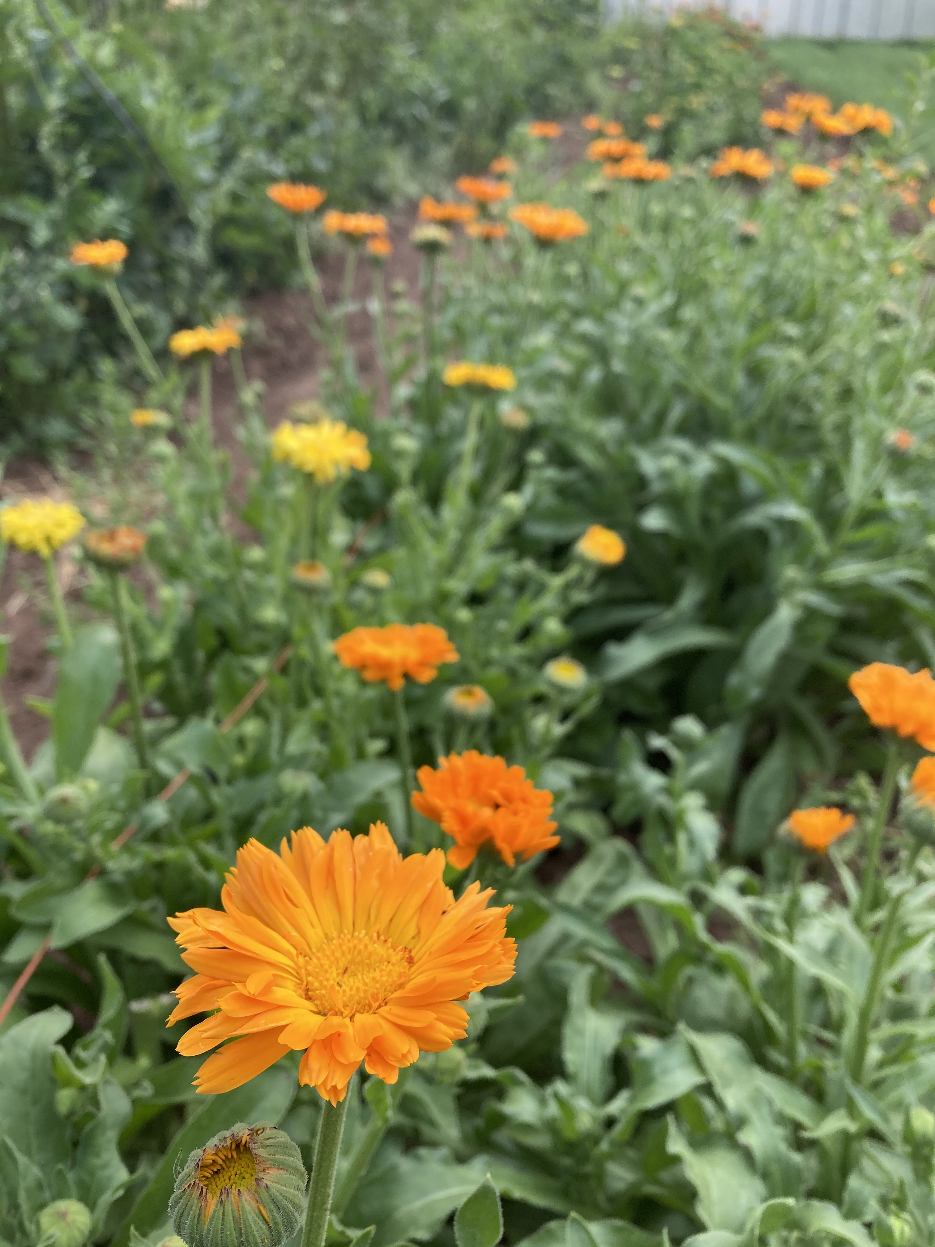 Calendula