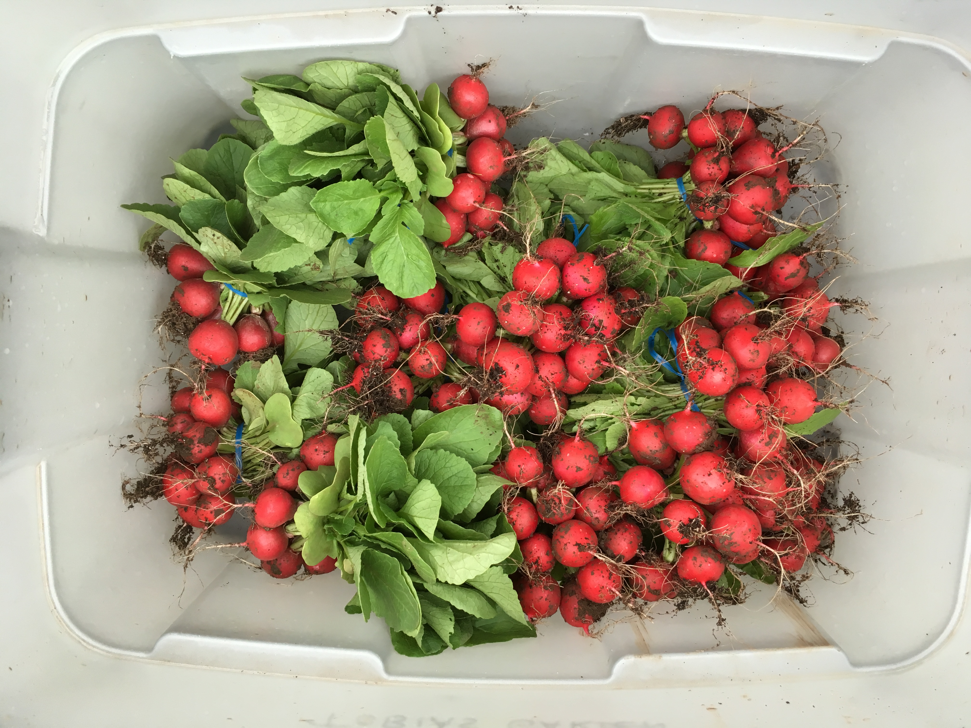 Radish harvest