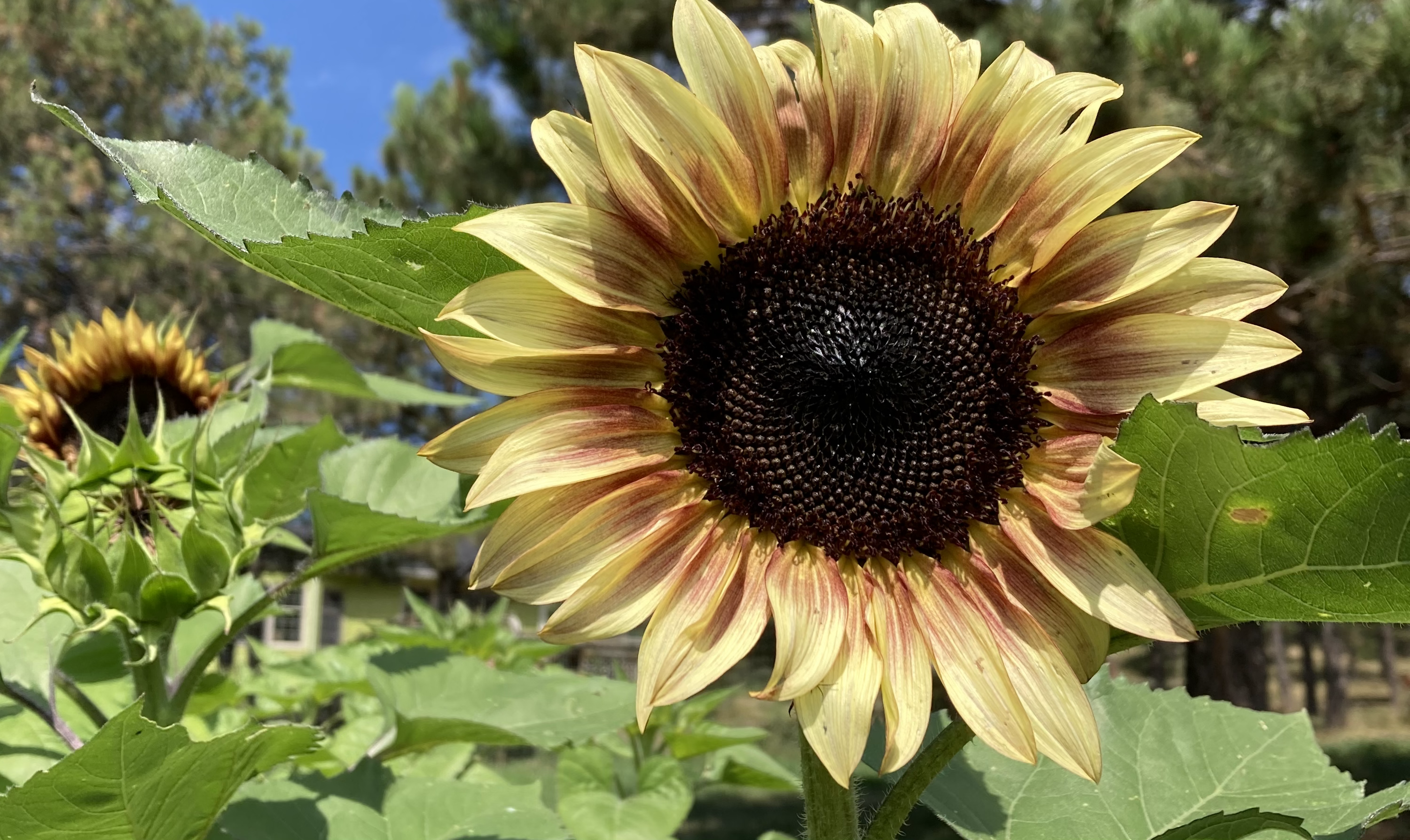Sunflowers in Bloom