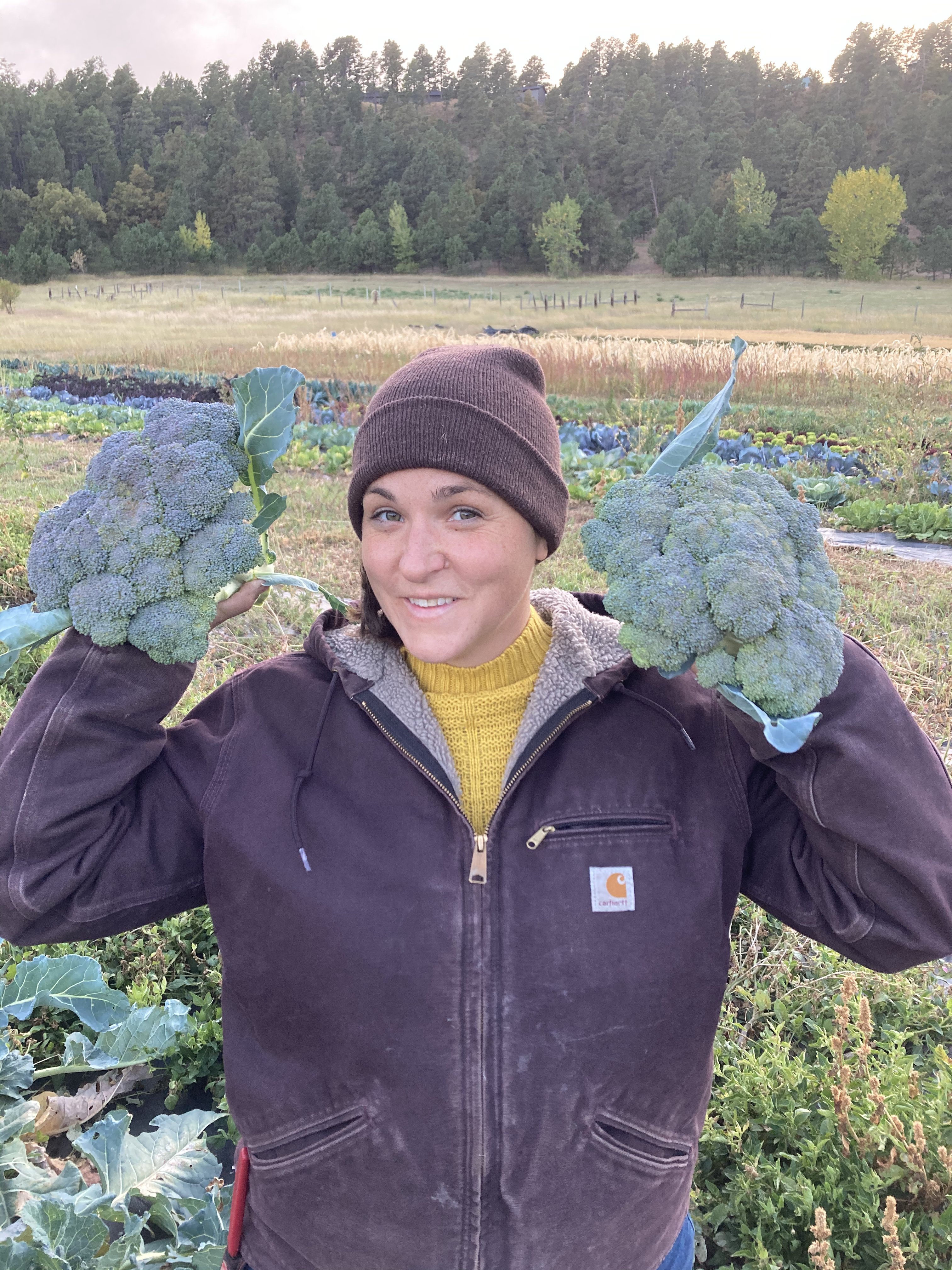 Fall Broccoli Harvest