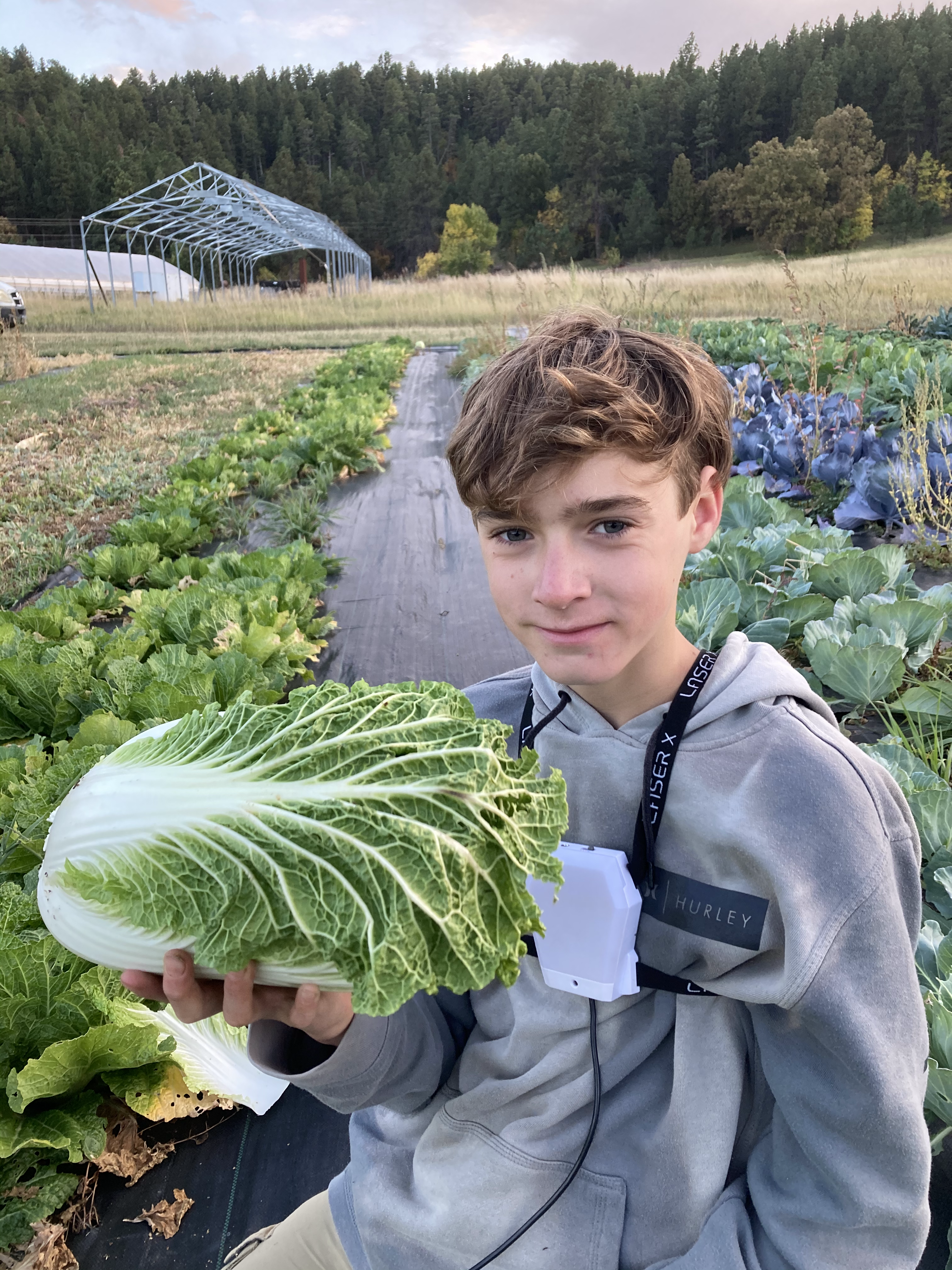 Josiah Harvesting Napa