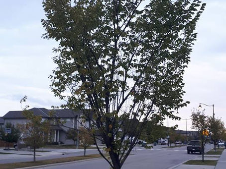 Elm pruning
