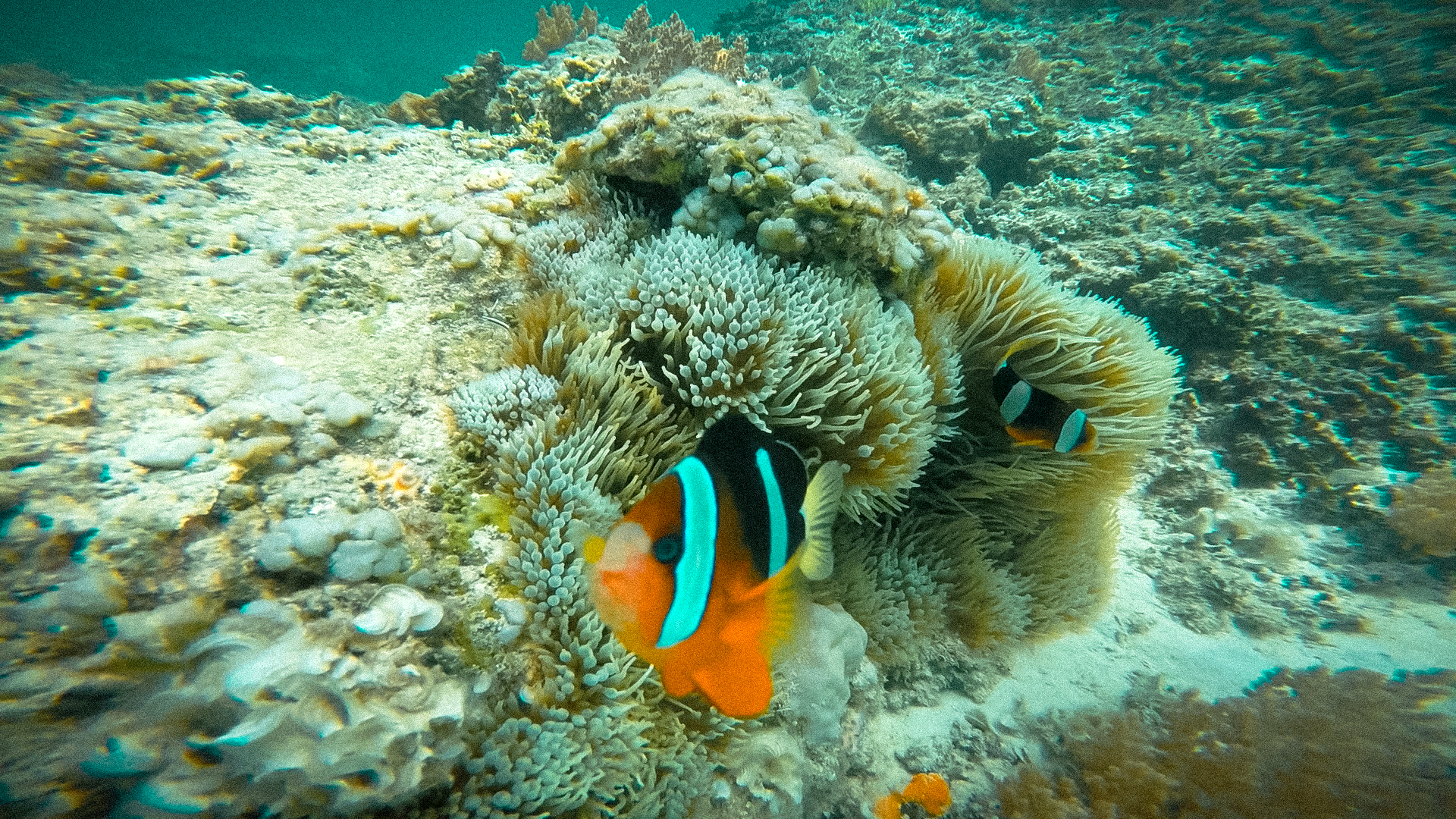 GOPR0887.00_01_16_08.Still014 - Copy.jpg