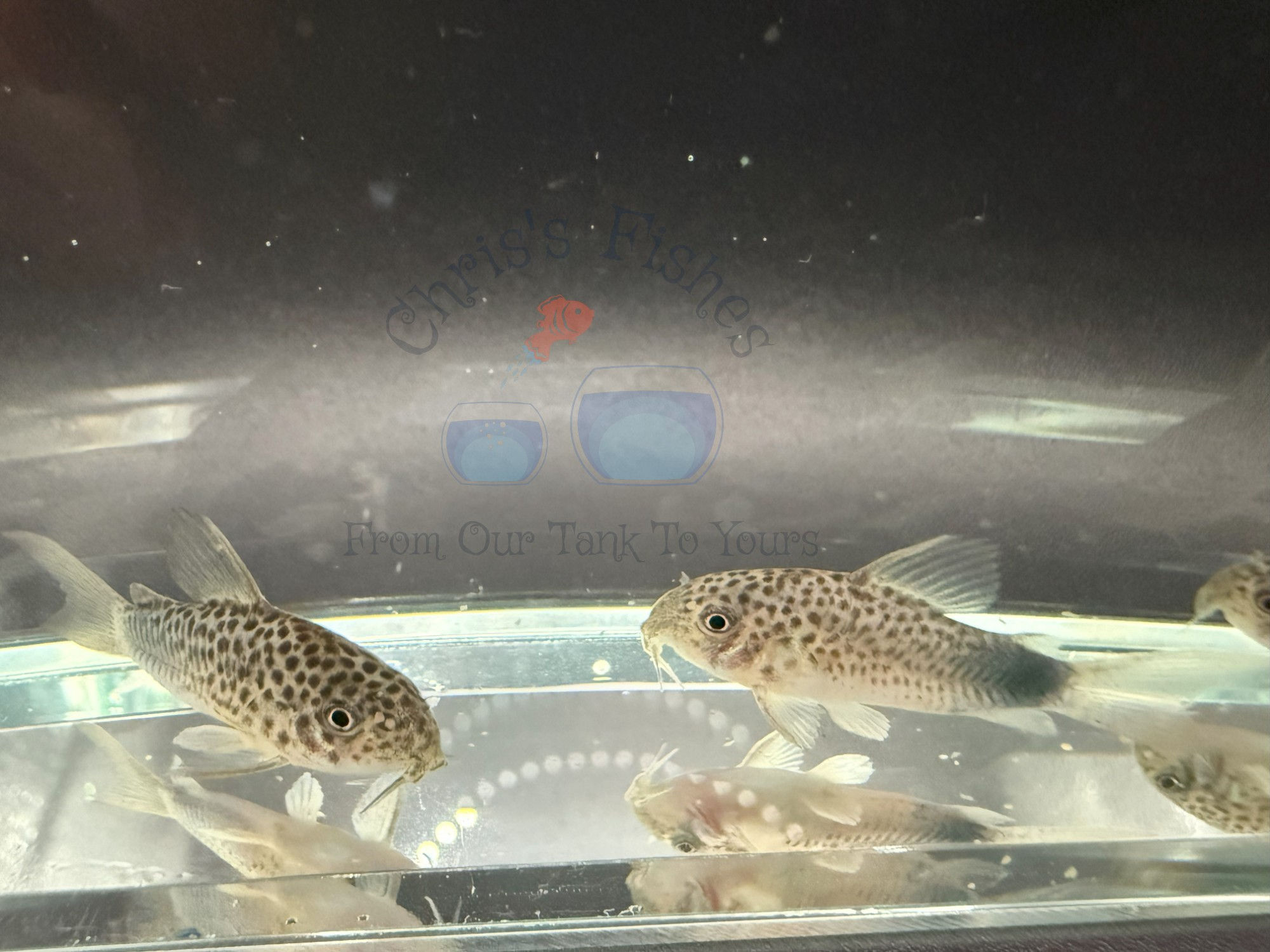 Smudge Spot Cory (Corydoras Similis)