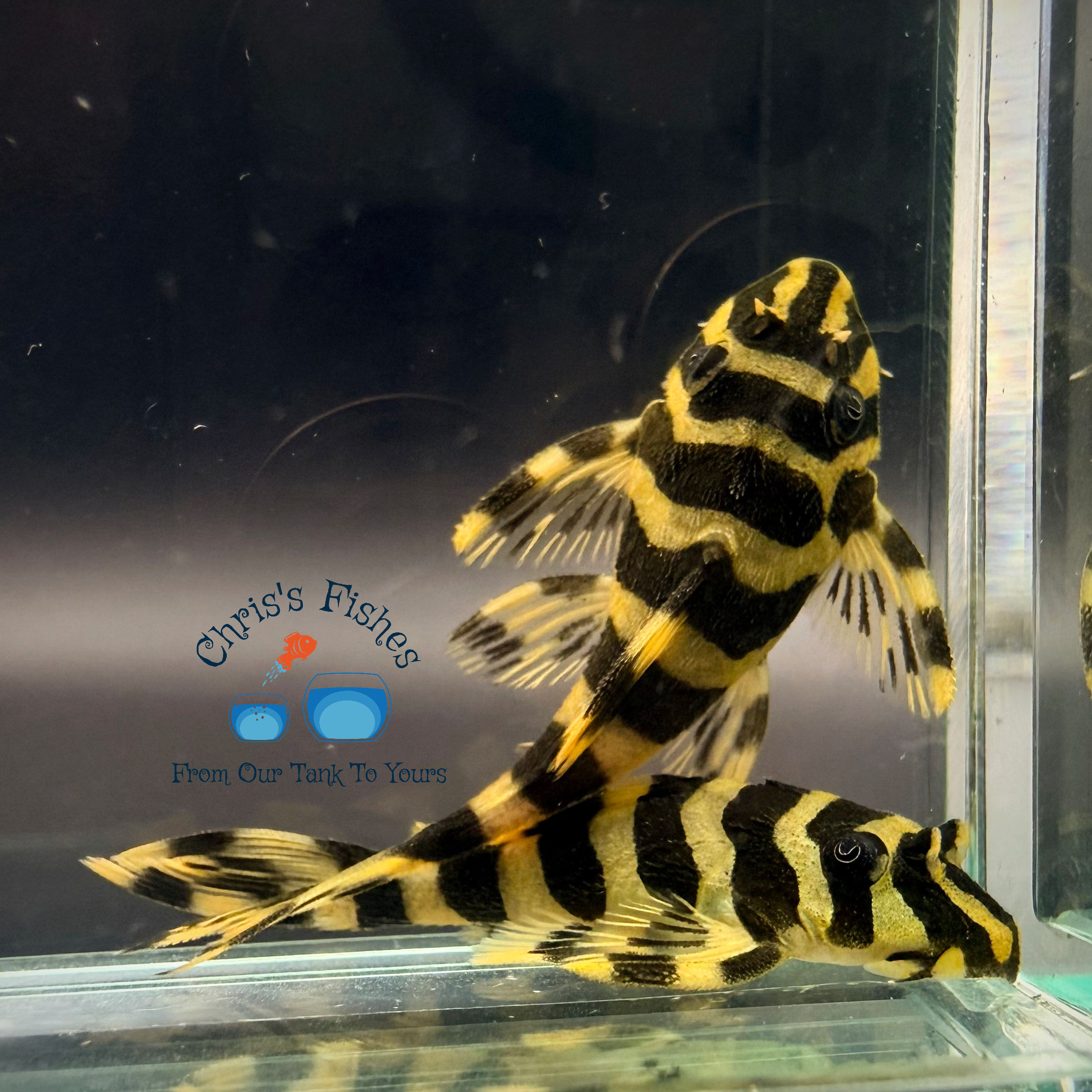 L134 Leopard Frog Pleco (Peckoltia compta)