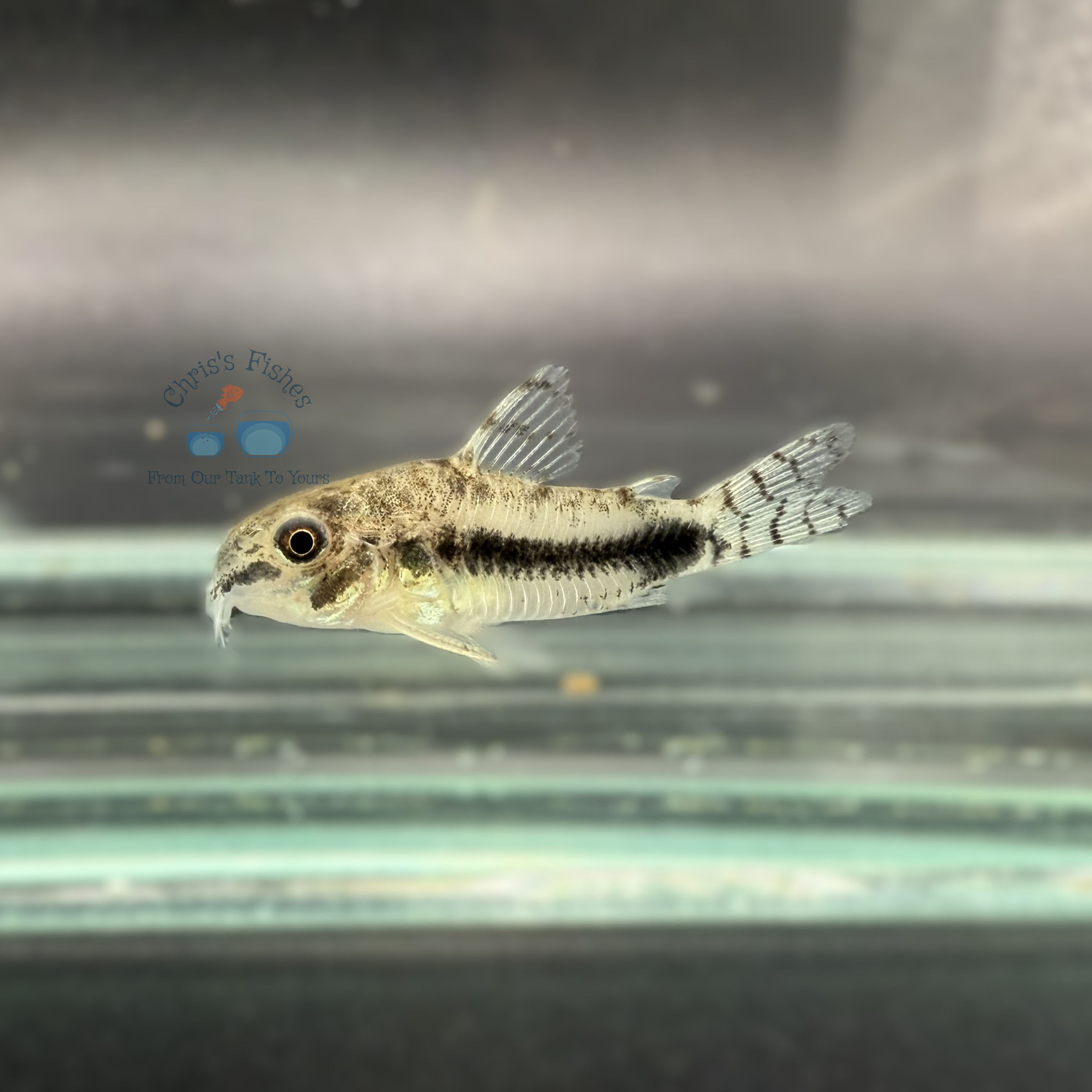 Habrosus Cory (Hoplisoma habrosum)