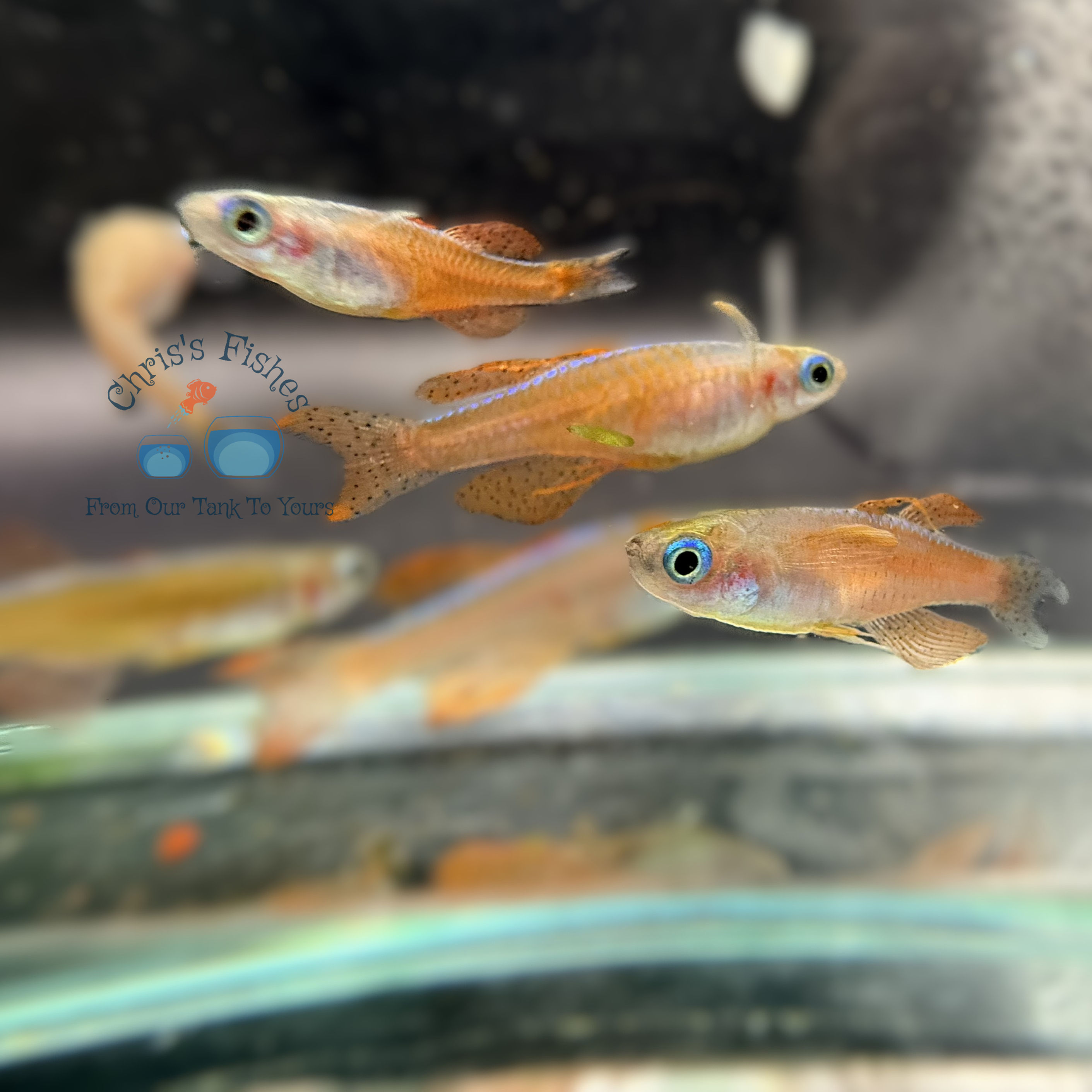 Pseudomugil luminatus (Red Neon Blue eye) Dwarf Rainbowfish