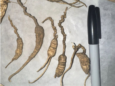 Discovering the Dried Ginseng Health Perks: A Natural Boost for Wellness