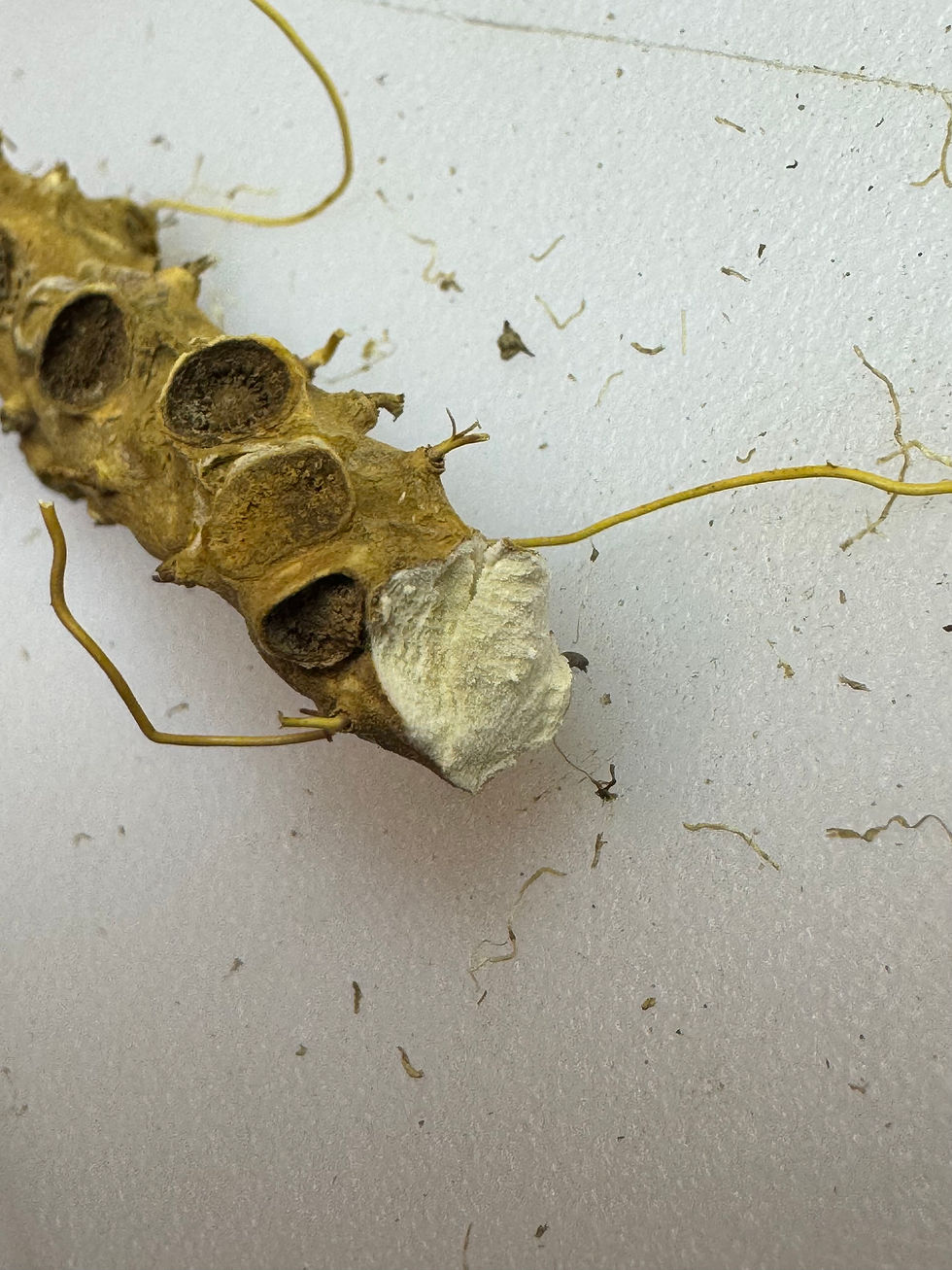 Thumbnail: Dried wild yam root — 2 oz.— Fibrous root included