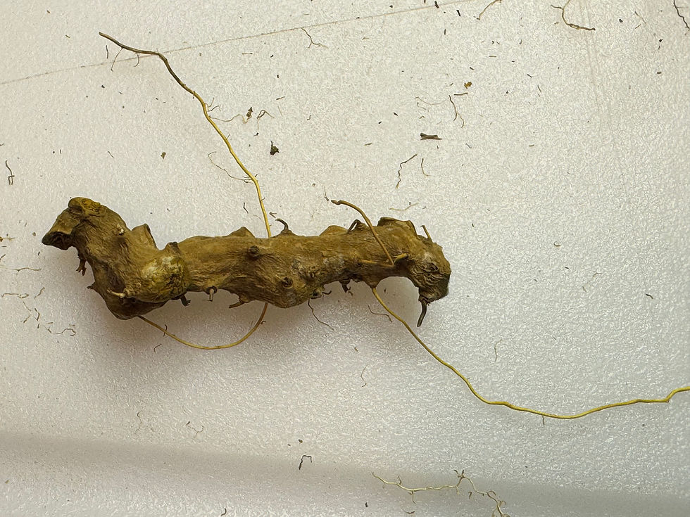 Thumbnail: Dried wild yam root — 2 oz.— Fibrous root included