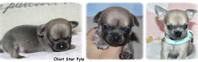 chiots Star Pyla
