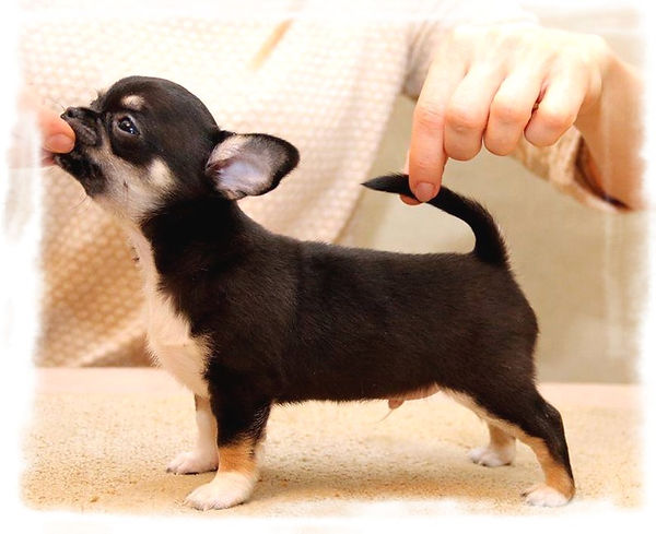 exposition d'un chiot Chihuahua Star Pyla