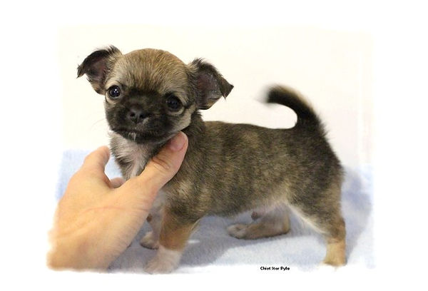 Chiot exposition Star Pyla