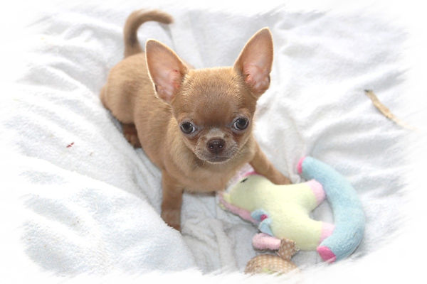 chiot Shah Little Puppy Rafael