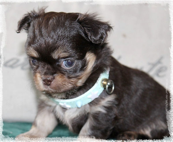 chiot chocolat et tan poils longs Star Pyla