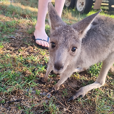 Eastern grey kangaroo joey having outside time