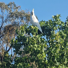 Sulfur crested cockatoo high in the trees