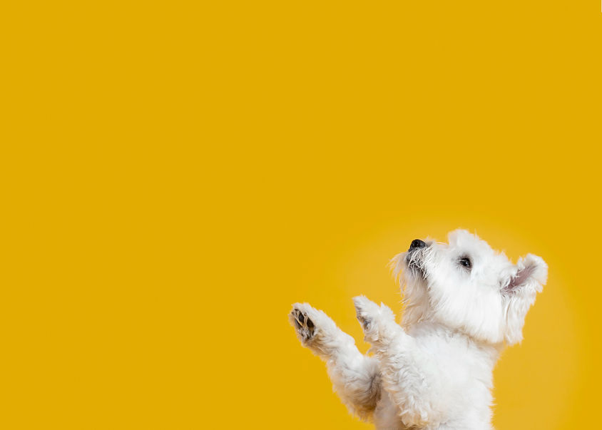 cute-little-dog-isolated-yellow_edited.jpg
