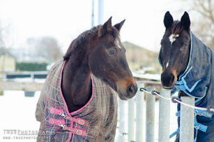 Het leed dat paardendekens heet: 2