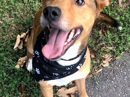 Dog of the Week: Bandit