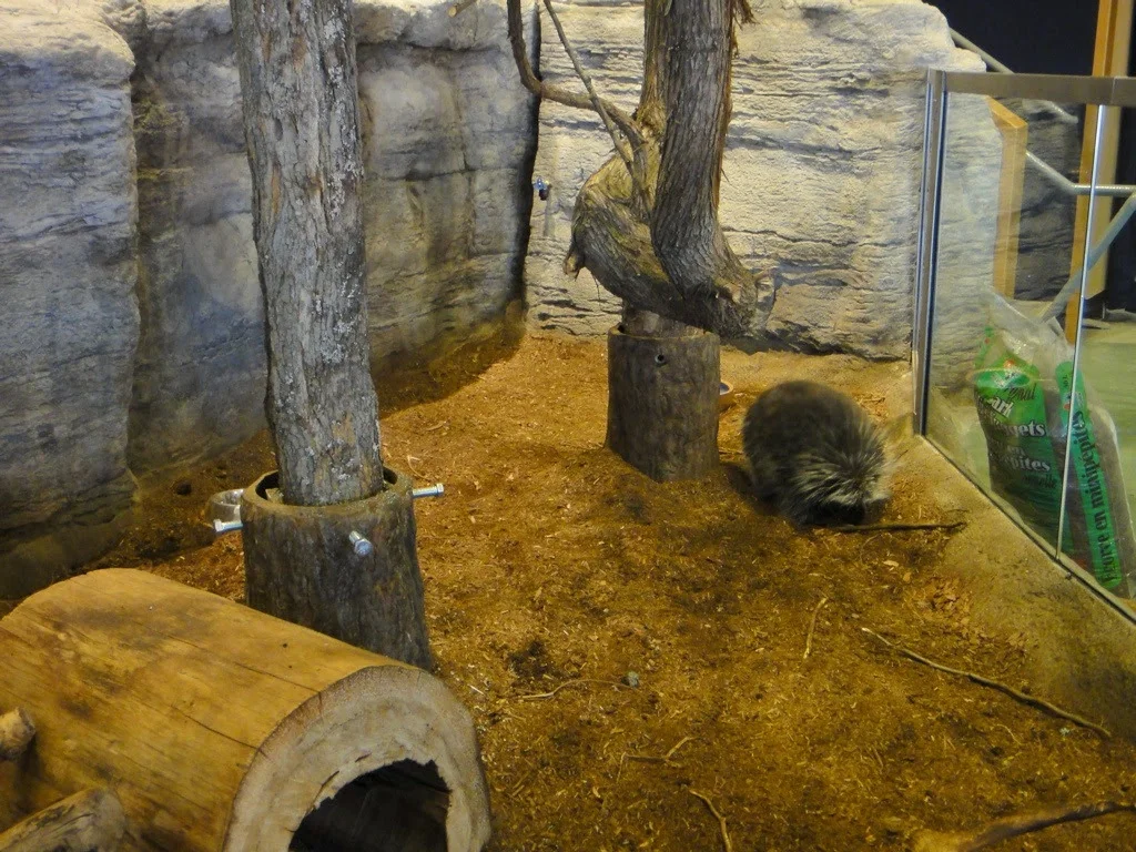 Porcupine habitat