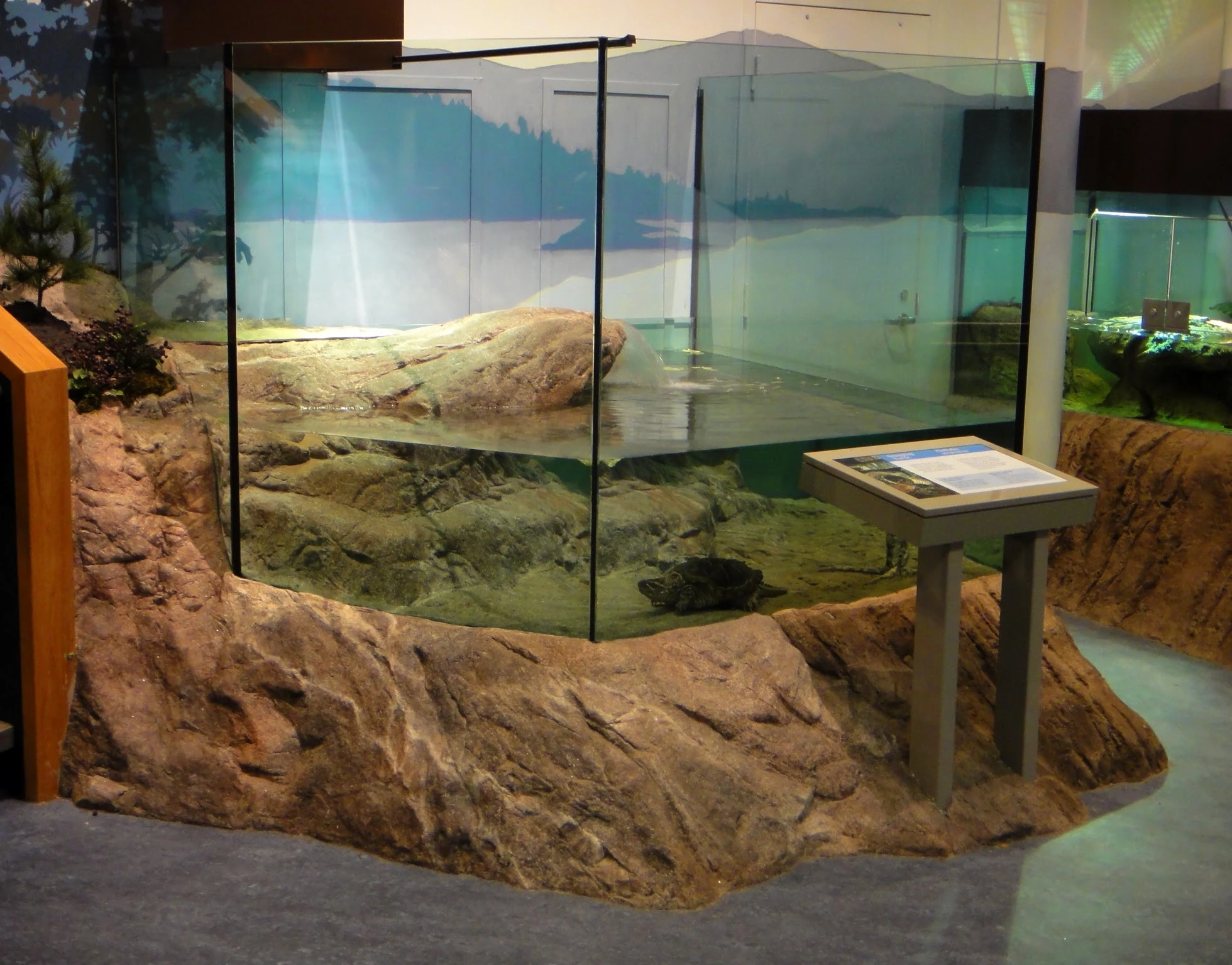 Snapping Turtle Aquarium