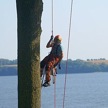 Træfældning og topbeskæring i Vejle.jpg