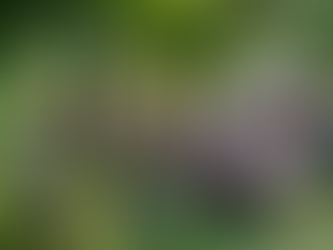 Intergenerationelle Solidarität und gemeinschaftliches Wohnen