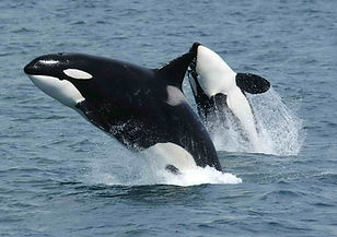 Killerwhales_jumping.jpg