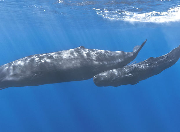 1920px-Mother_and_baby_sperm_whale-brigh