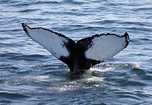 Humpback104_WDC.jpg