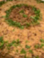 Mushroom Rice رز بالفطر