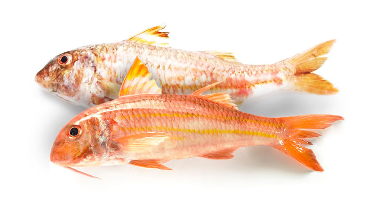 salmonete