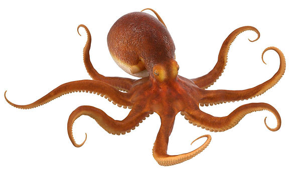 pulpo