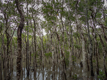 Cape Hillsborough Board Walk-3