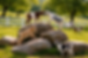 goats.png