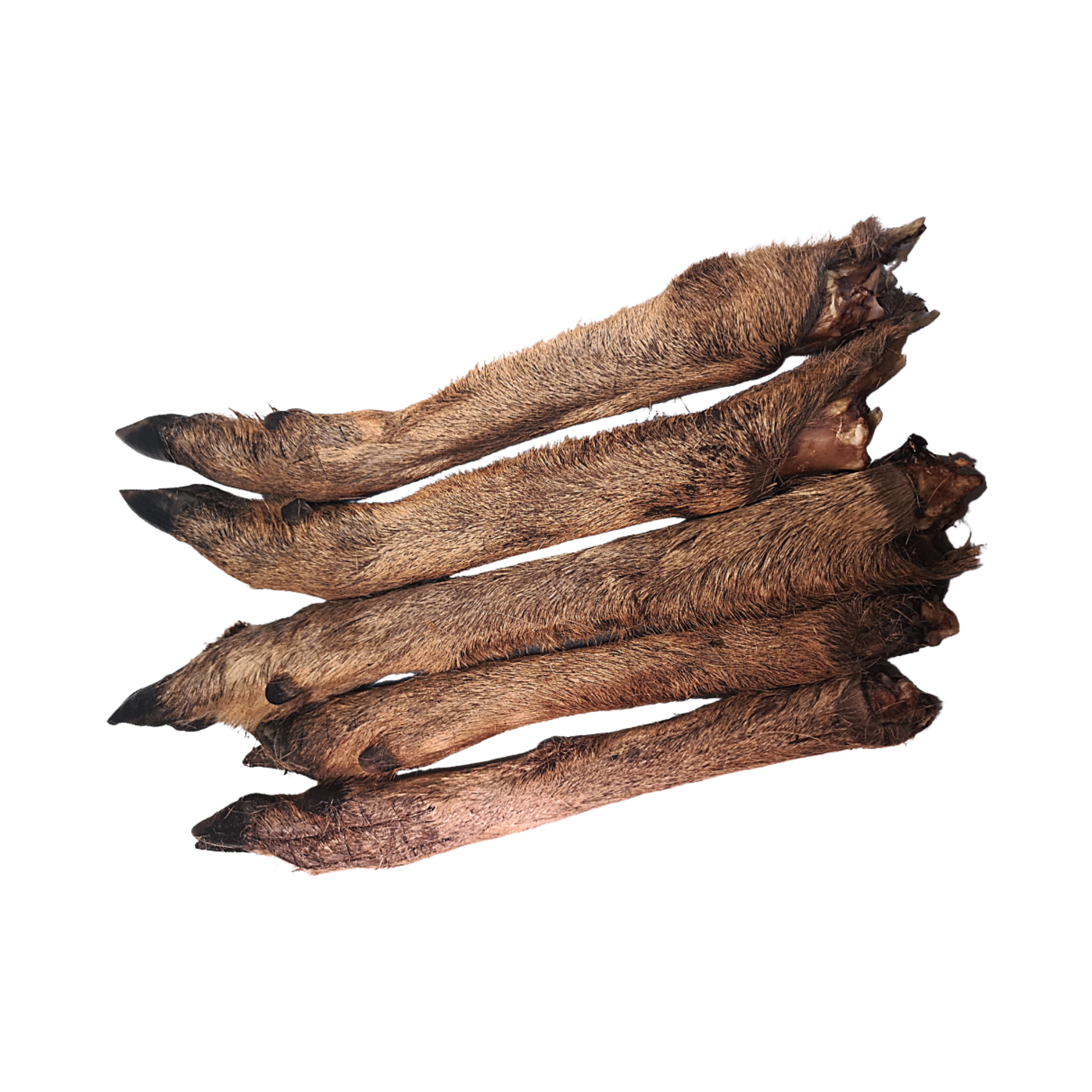 Hairy Roe Deer Leg