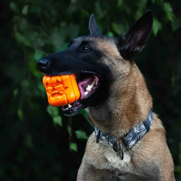 Thumbnail: Sodapup Jack 'O' Lantern