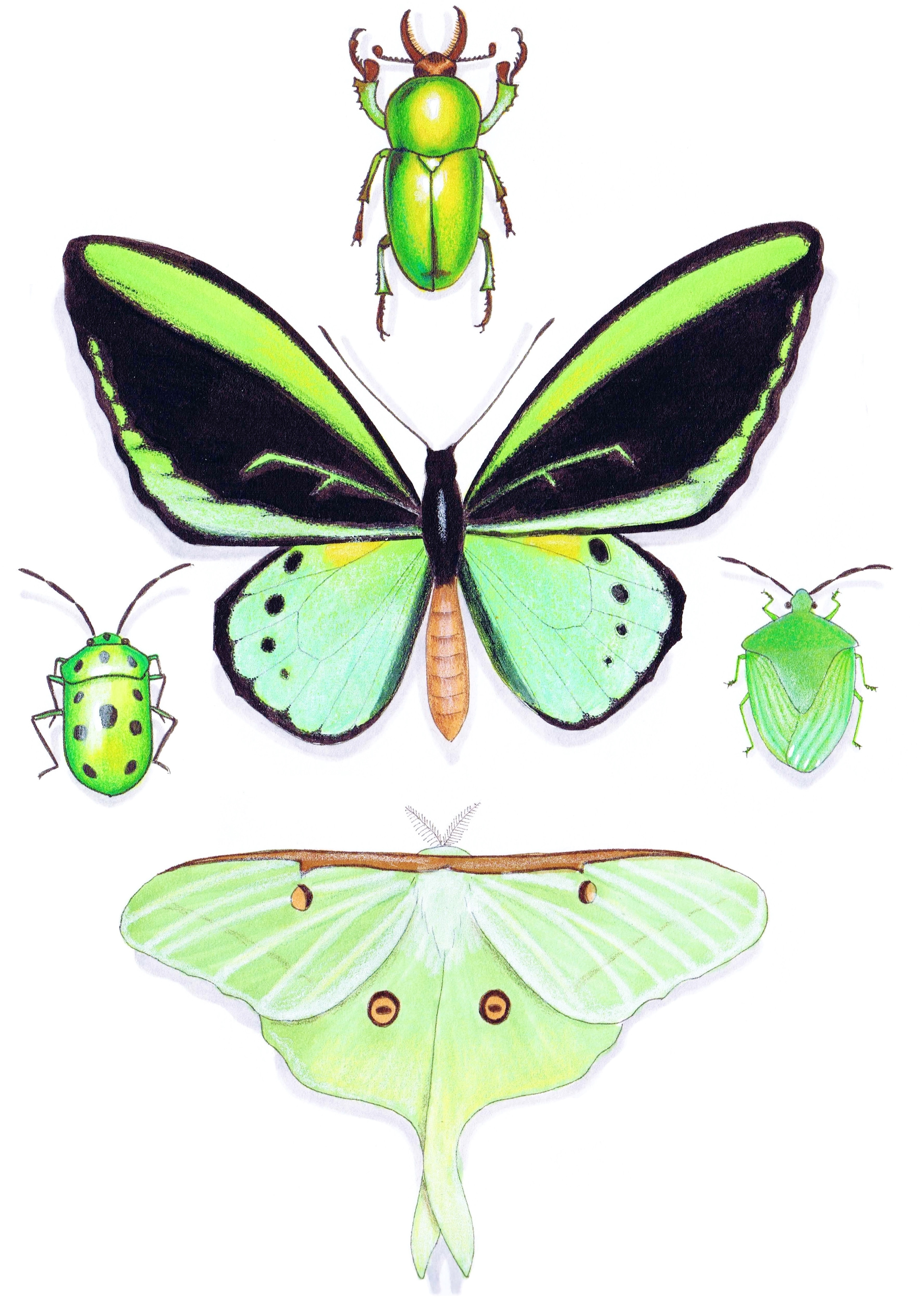 Green Insect Collection Detail PRINT