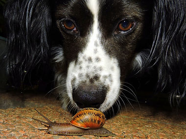 dog sniff snail.jpg