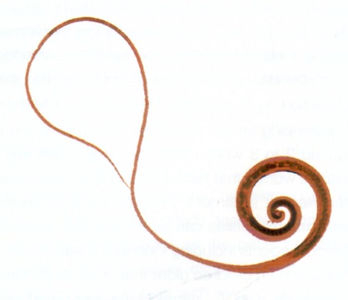 whipworm.jpg