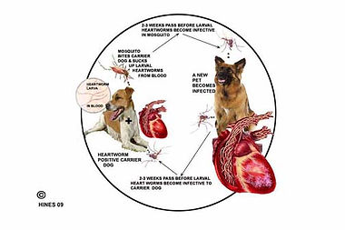 heartworm-cyclicImageSmfl.jpg