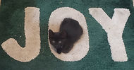 kittenjoy.Sjpg.jpg