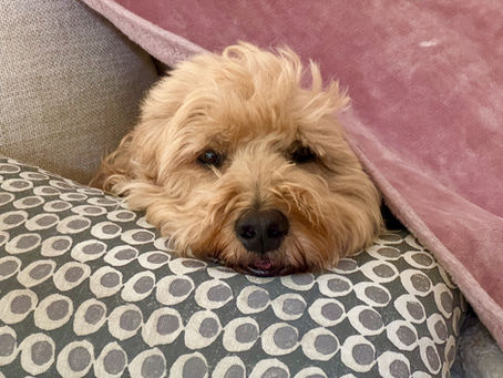 Conquering Canine Care Chaos: Navigating Surgery Stress with Strider the Goldendoodle